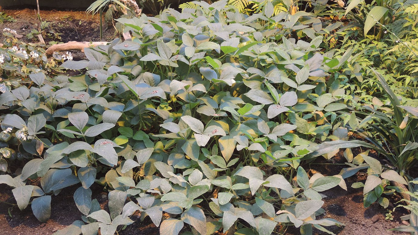 Sojabønne (Glycine max)