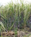 Field of sugarcane