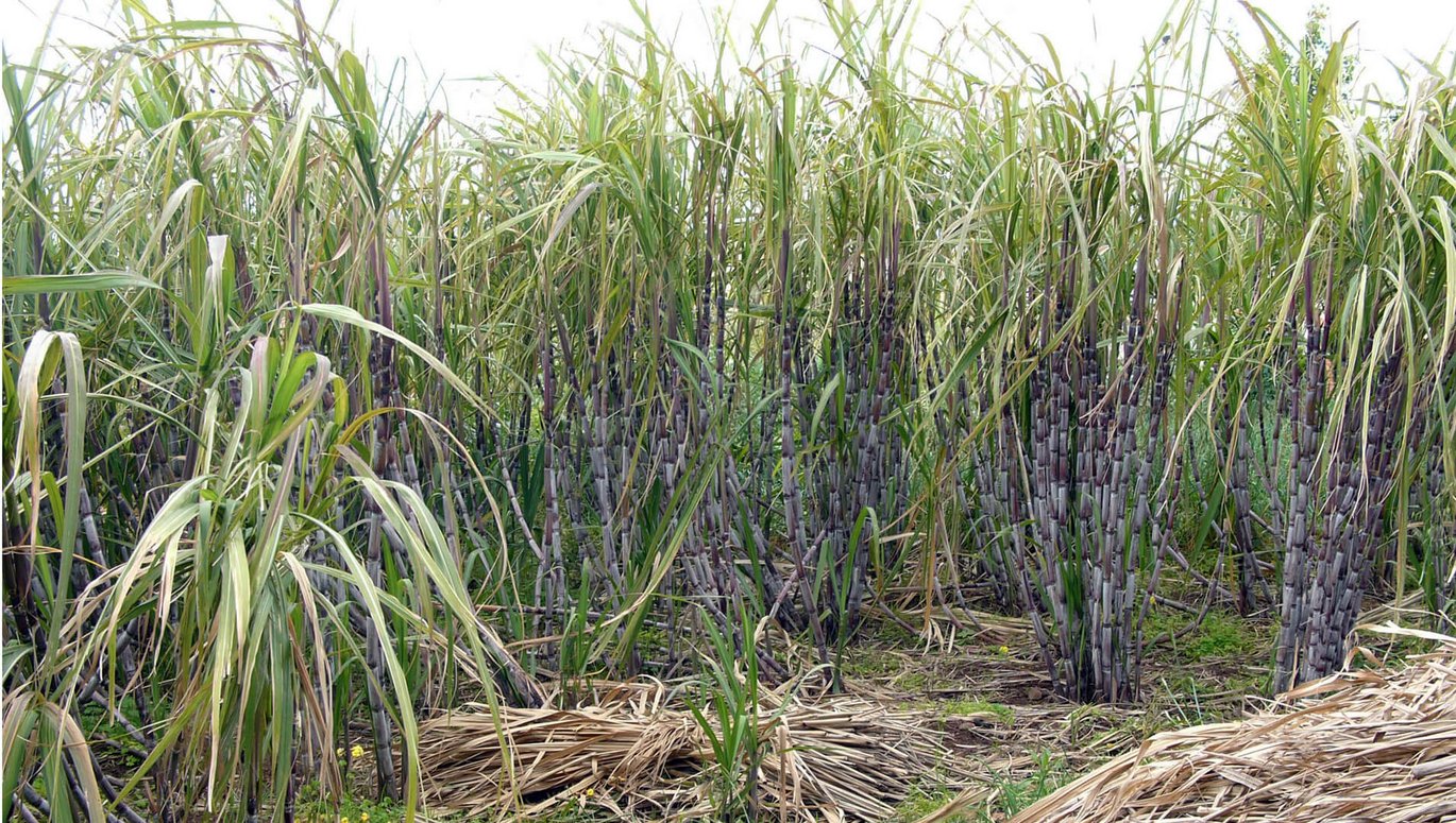 Field of sugarcane