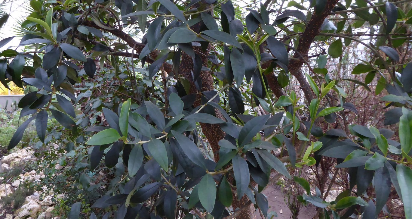 Olive tree