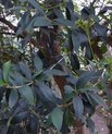 Olive tree