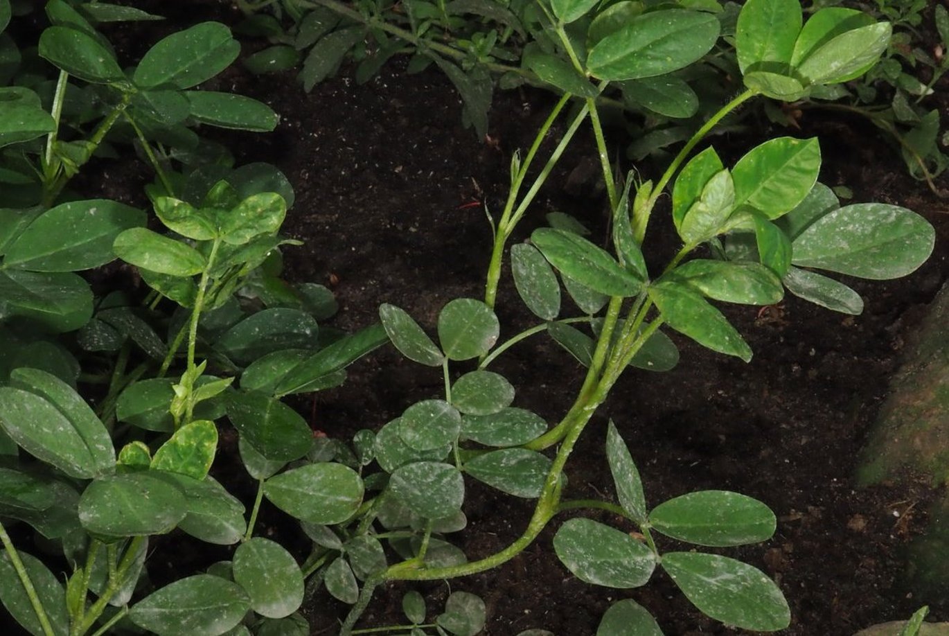 Peanut in the Greenhouses
