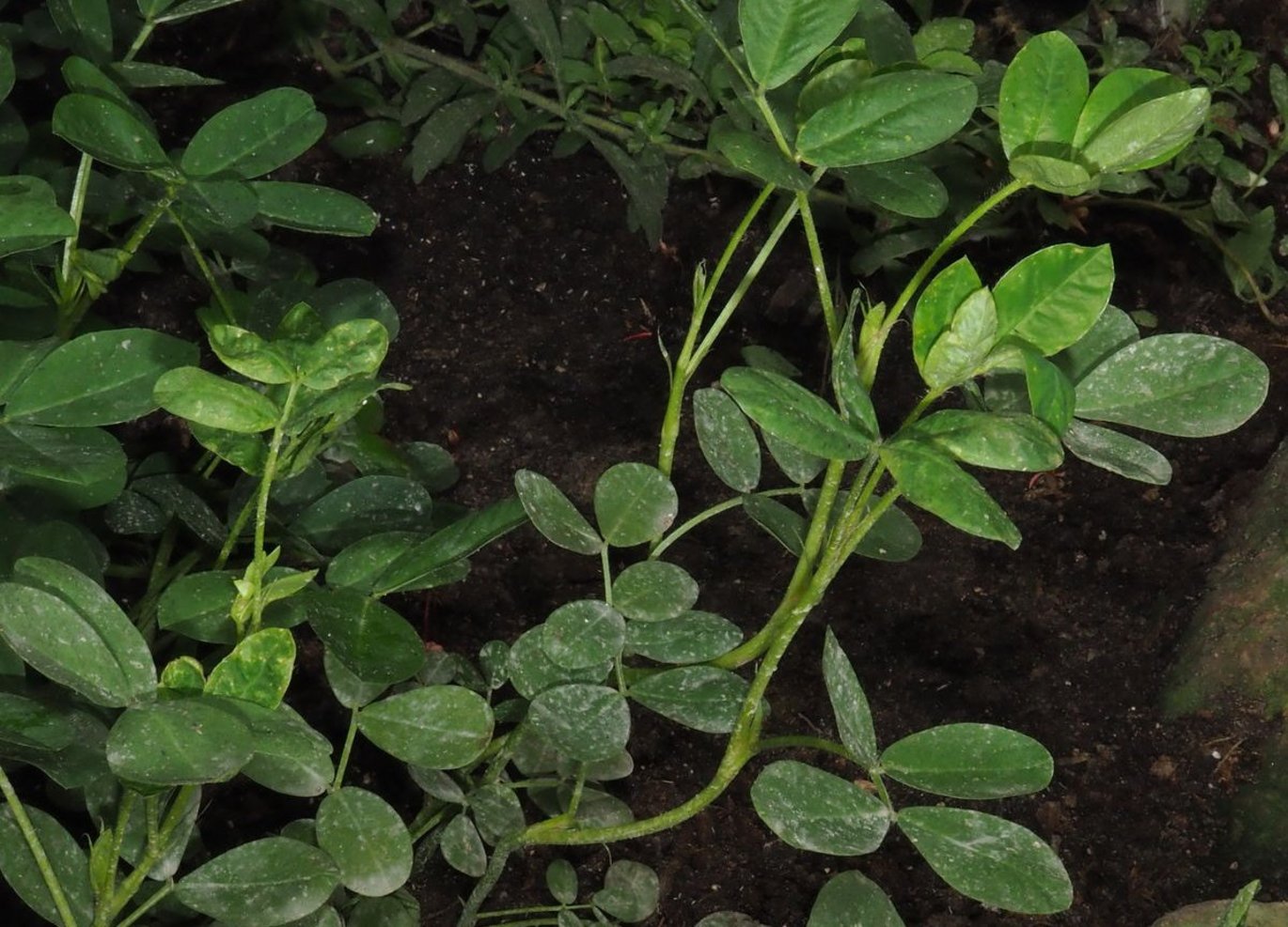 Jordnød i væksthusene