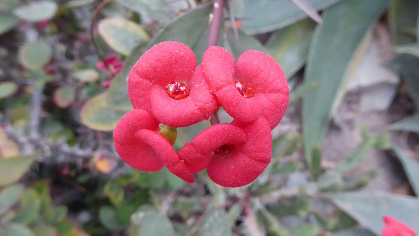 'Flowers' on the crown of thorns plant