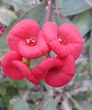 'Flowers' on the crown of thorns plant