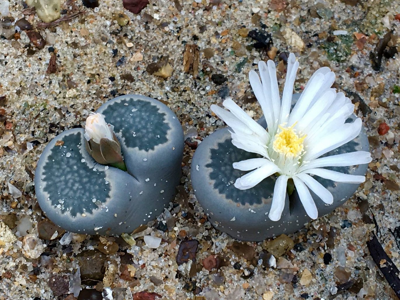 Living stones in bloom
