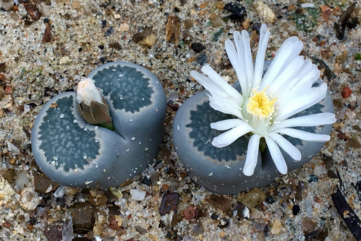 Levende sten (Lithops) i blomst