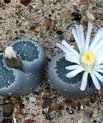 Living stones in bloom