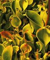 Marsh pitcher plant (Heliamphora heterodoxa)