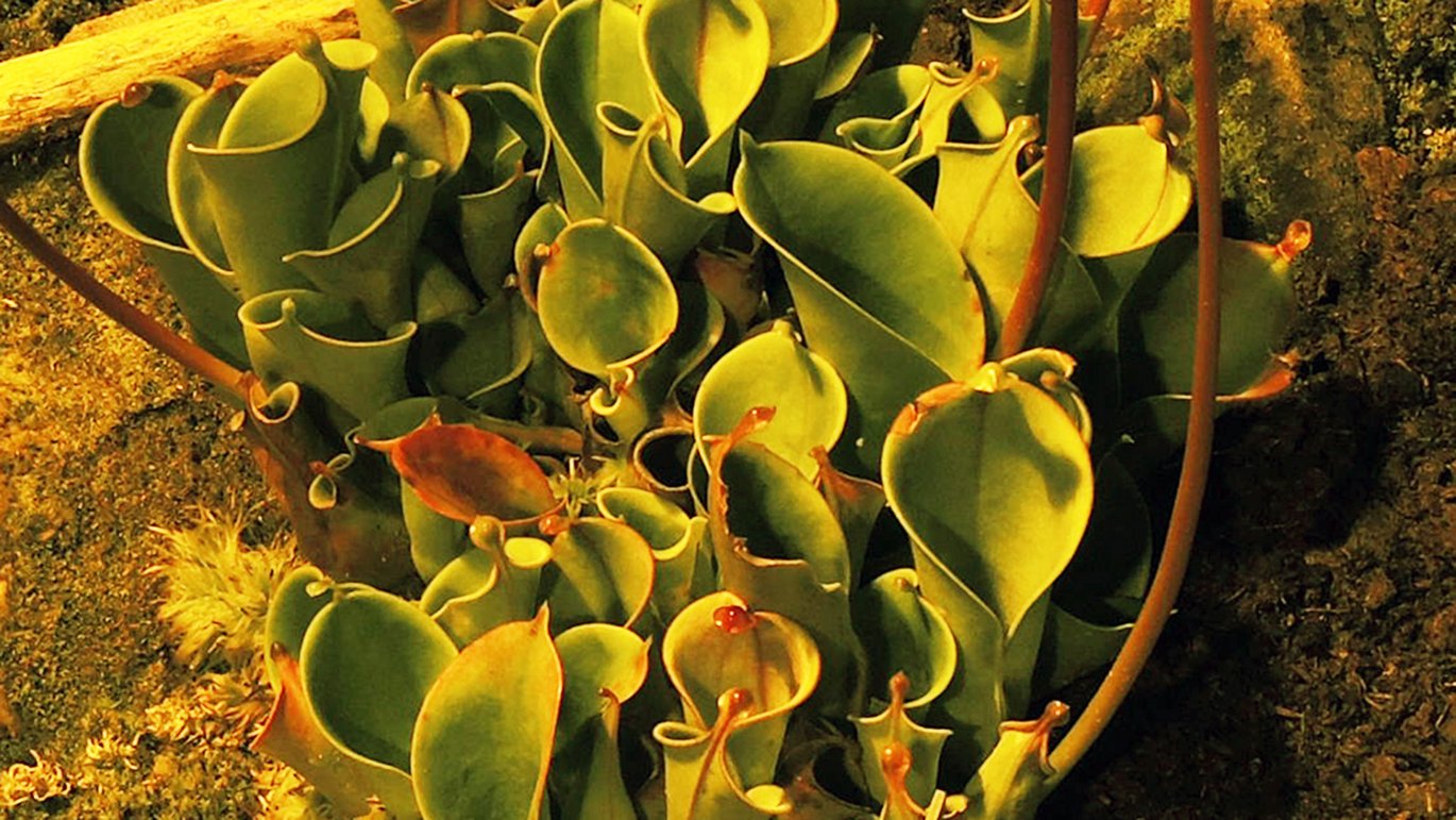 Bjergsumpkande (Heliamphora heterodoxa)