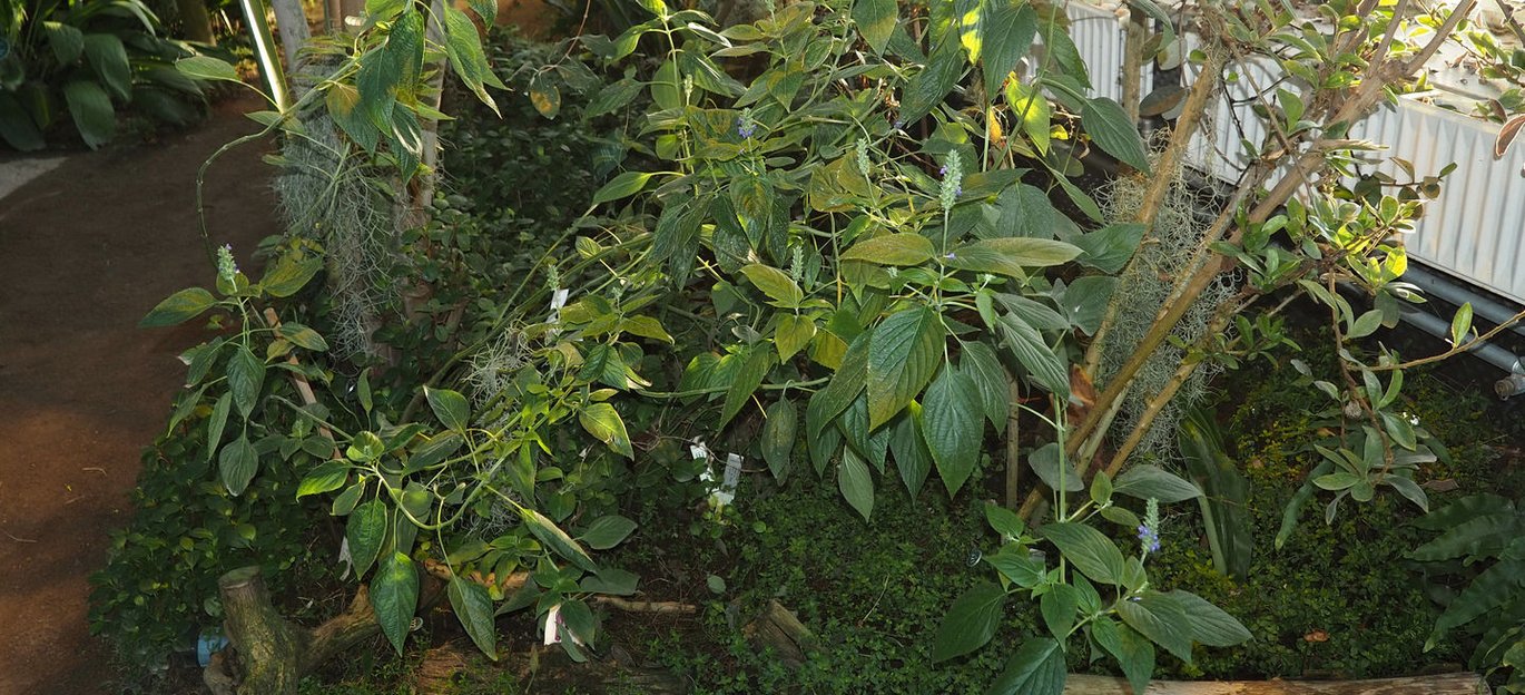 Chia - <em>Salvia hispanica</em>