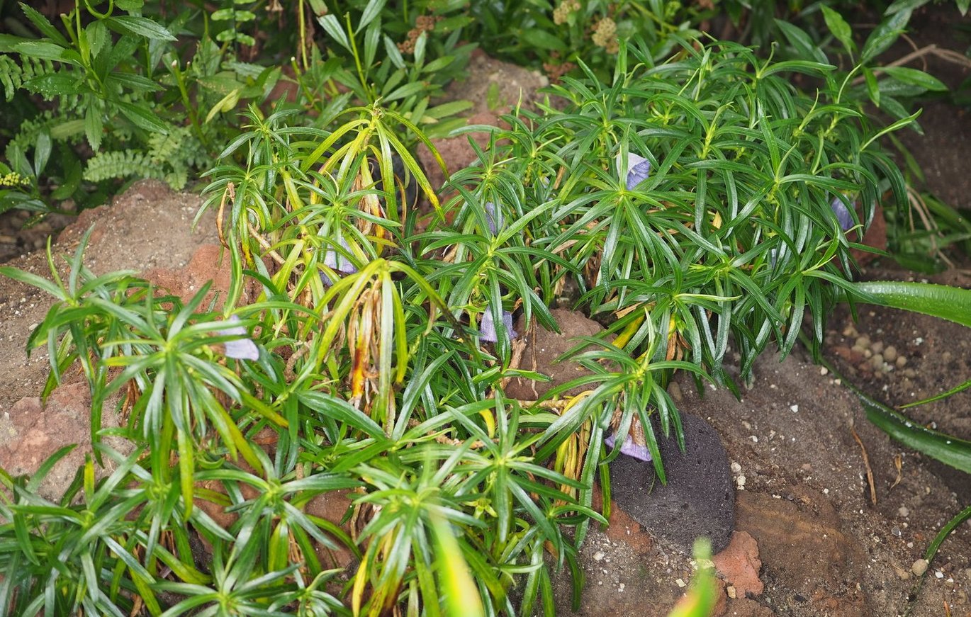 Blodklokke - (Nesocodon mauritianus)