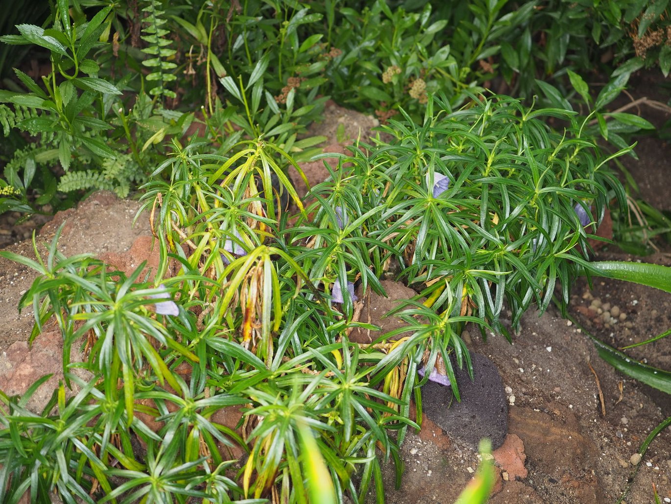 Blue Mauritius bellflower - (Nesocodon mauritianus)