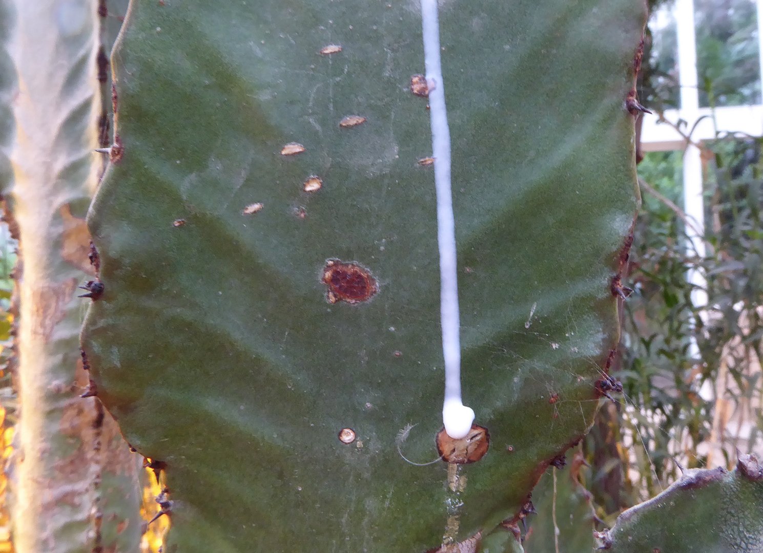 Saft fra kandelaber-vortemælk