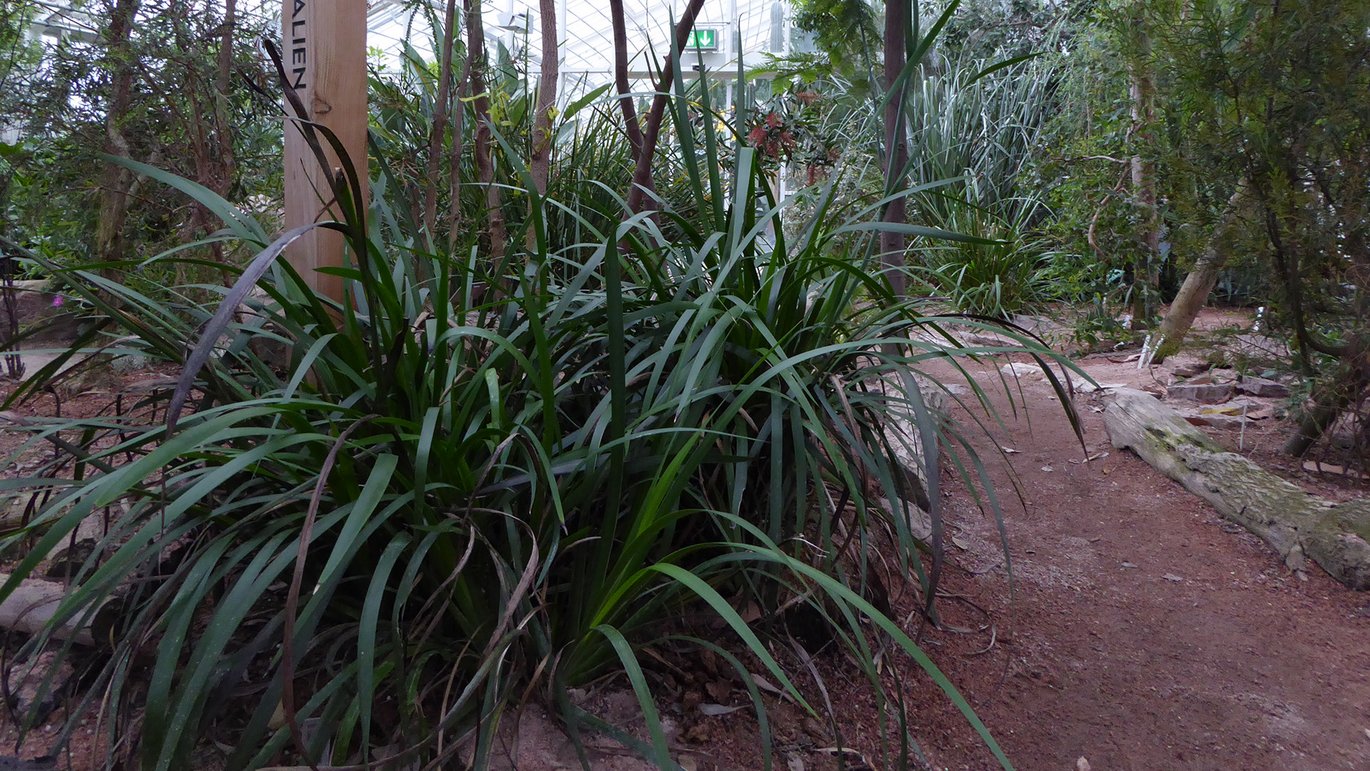 Kængurupote (Anigozanthos)