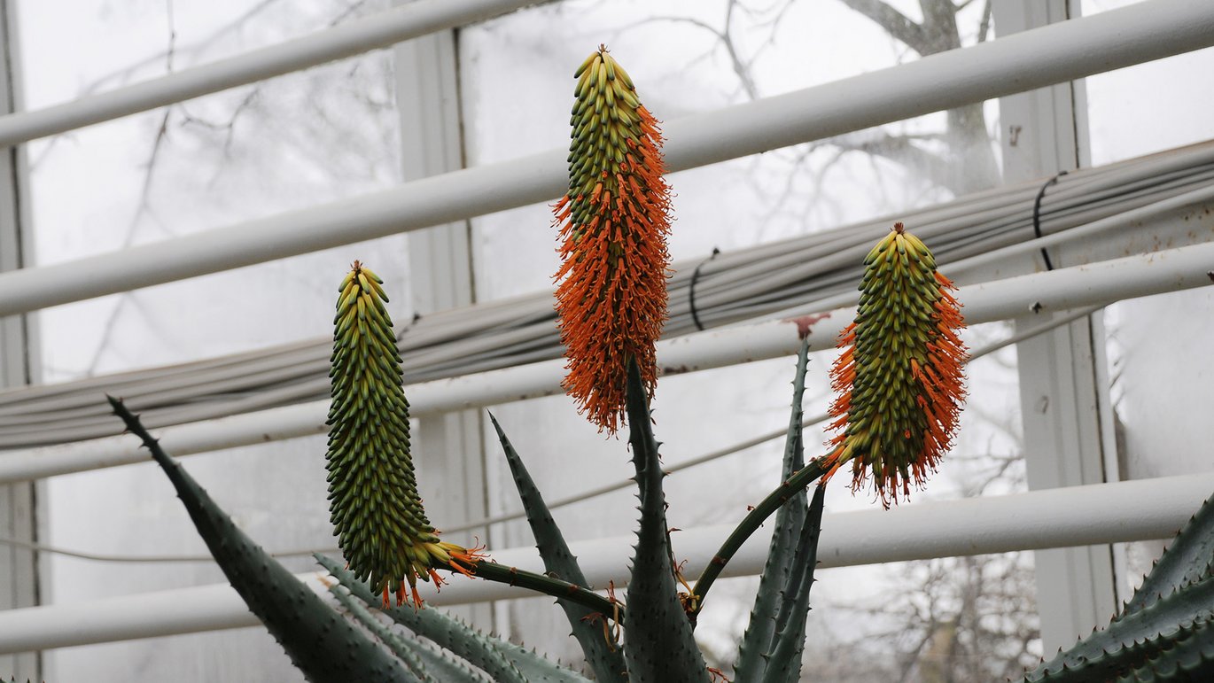 Blomstrende kap-aloe - Aloe ferox