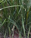 Basket grass (Lomandra longifolia)