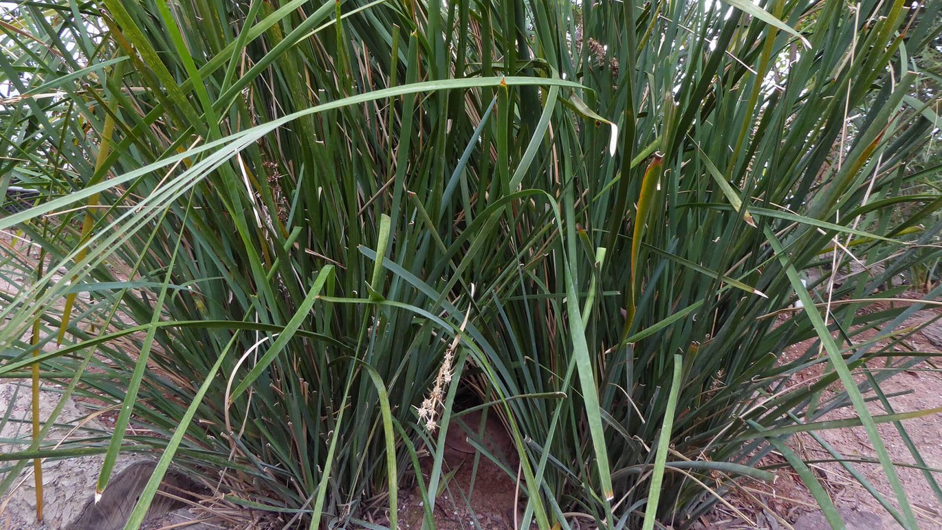 Kurvegræs (Lomandra longifolia)