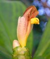 Lodden spiralingefær (Costus elegans)