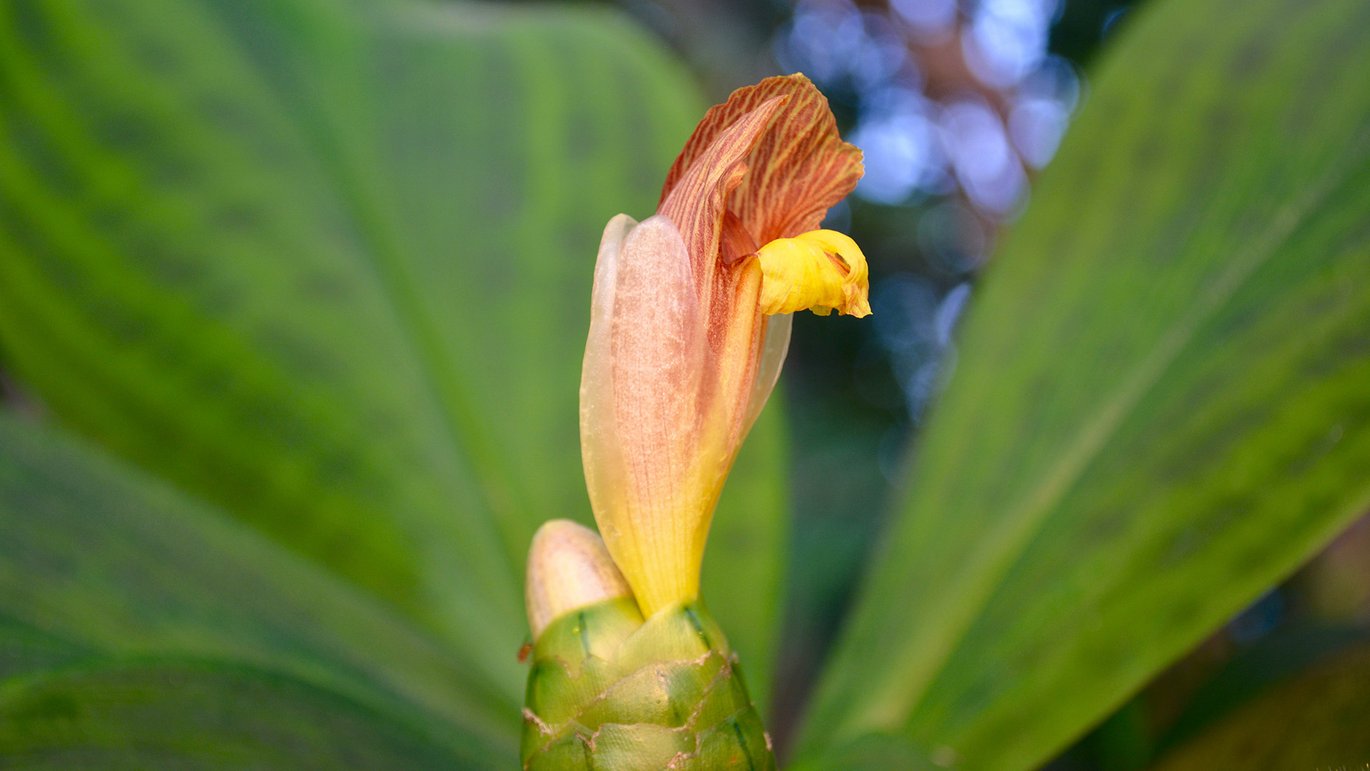 Lodden spiralingefær (Costus elegans)