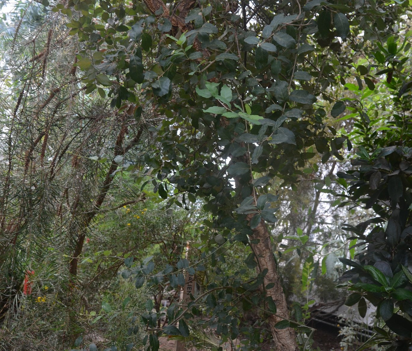 Cork oak in the Mediterranean house