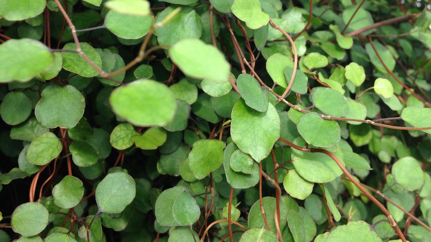 Pletter i luften (Muehlenbeckia complexa)