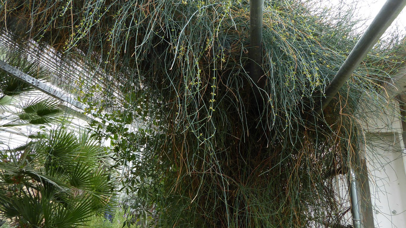 Ledris (Ephedra fragilis)