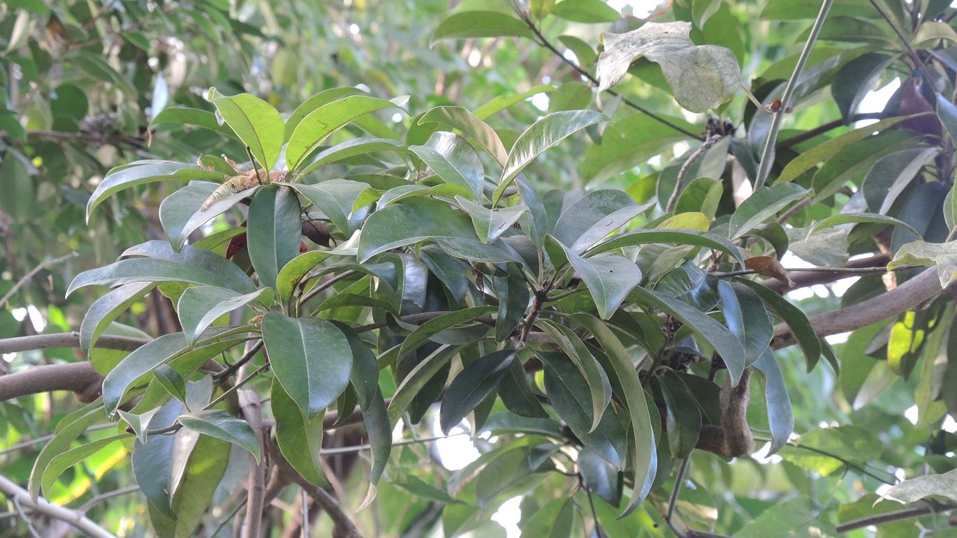 Tyggegummitræ (Manilkara zapota)