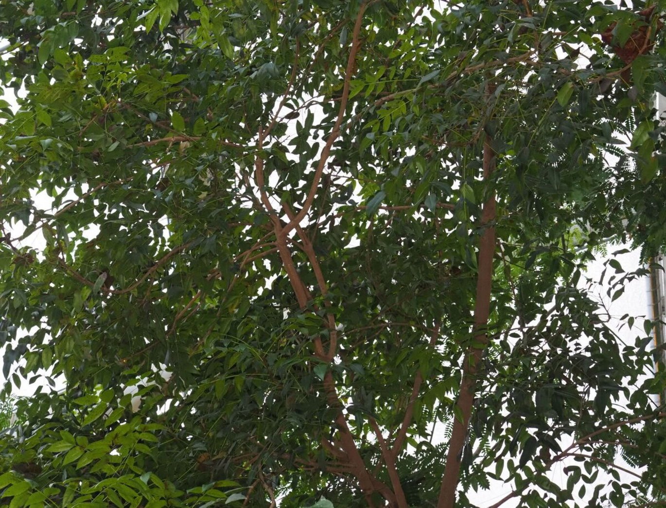 West Indian mahogany is among the world's most valuable and sought-after timber trees.