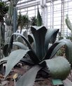 Century plant in the Desert house in Greenhouses in Aarhusthe 