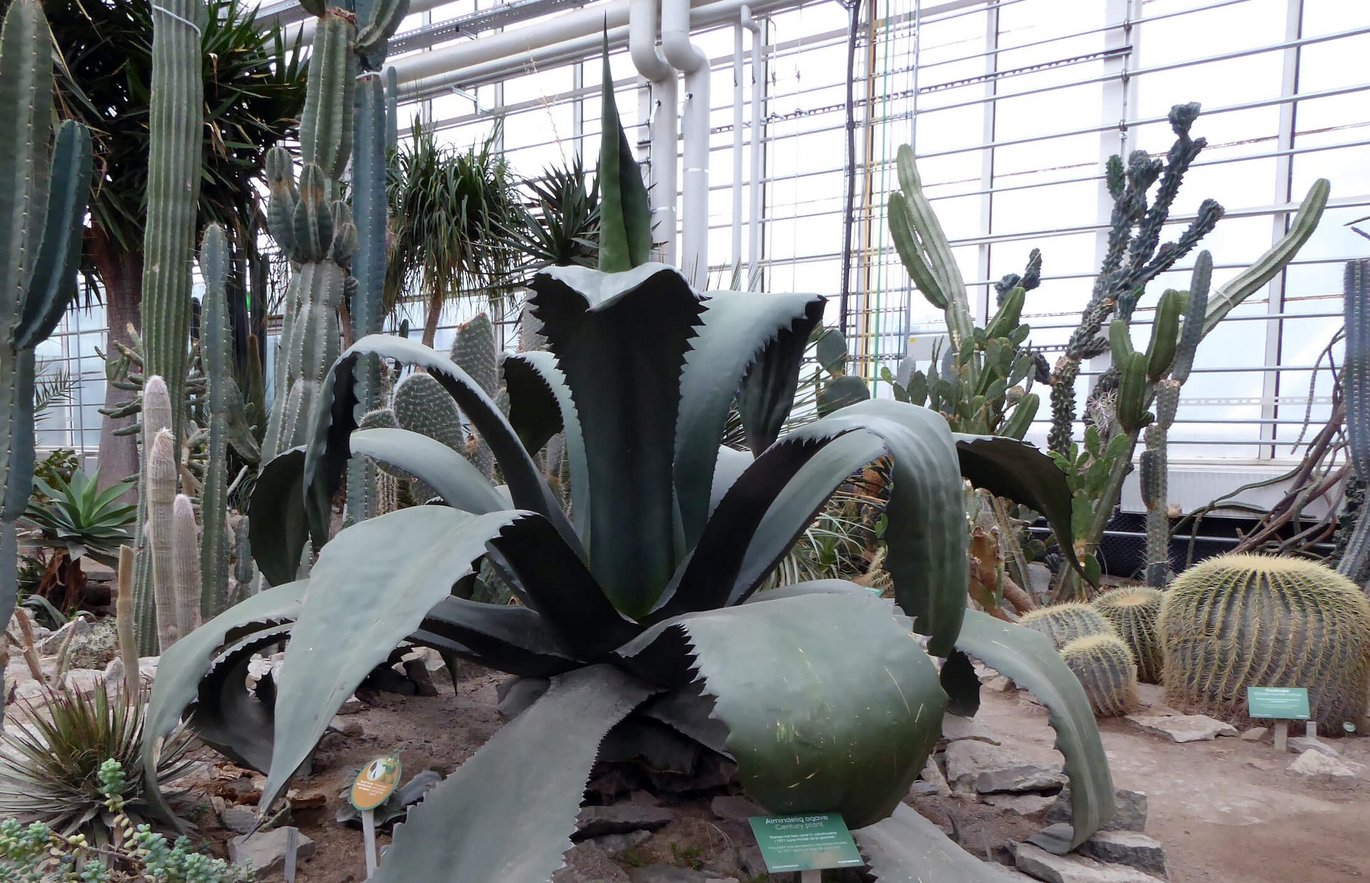 Century plant in the Desert house in Greenhouses in Aarhusthe 