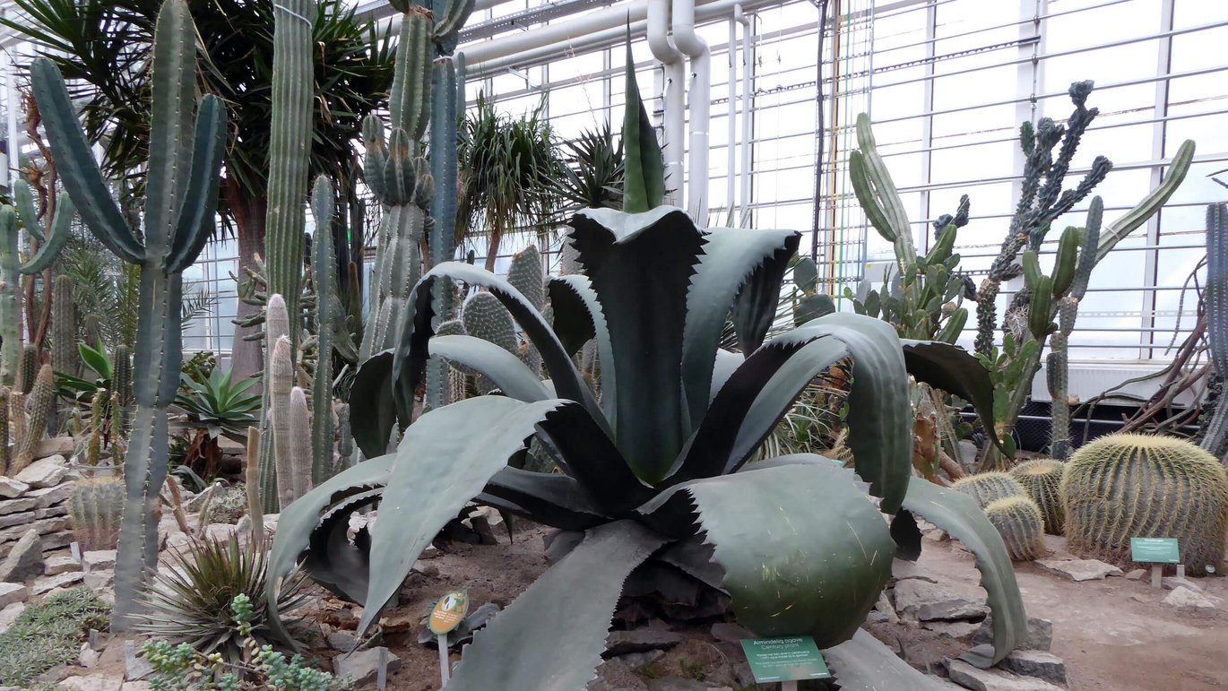Century plant in the Desert house in Greenhouses in Aarhusthe 