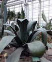 Agave i Væksthusene i Aarhus