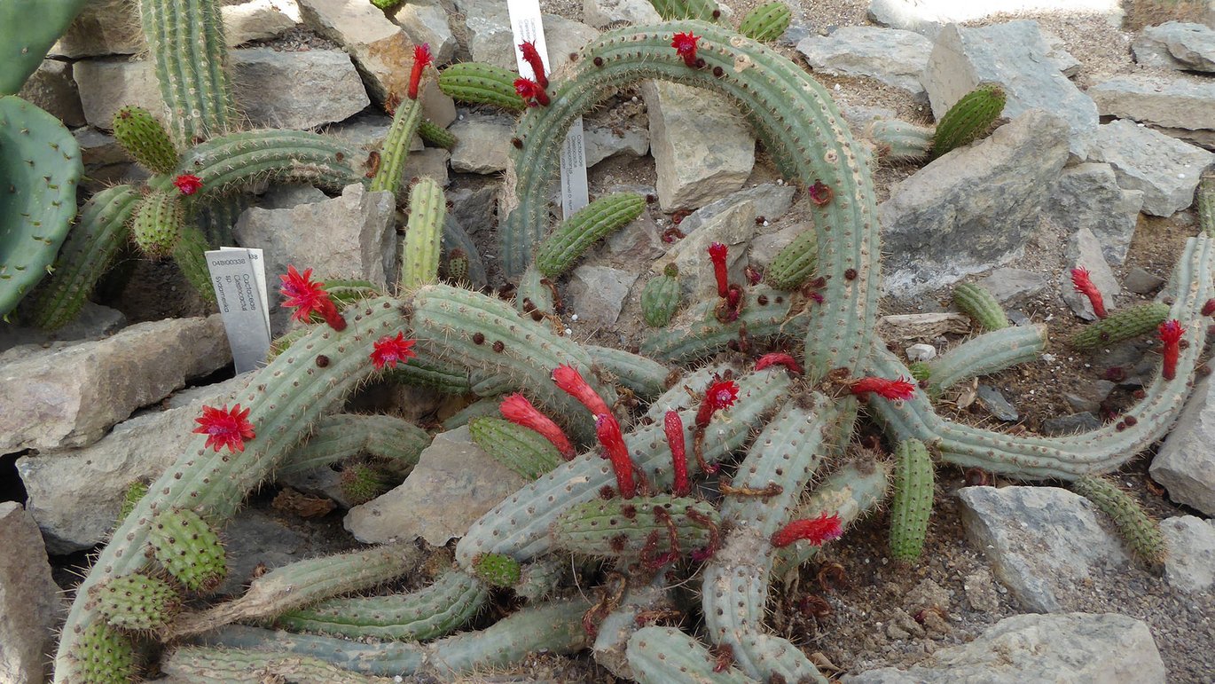 Gylden tandstikkerkaktus - Cleistocactus samaipatanus