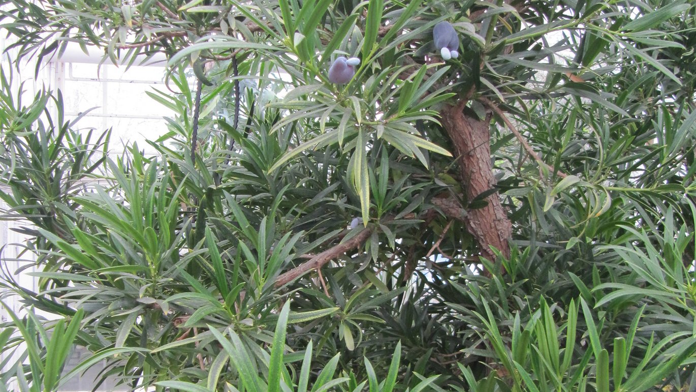Nerie-sydtaks (Podocarpus neriifolius)