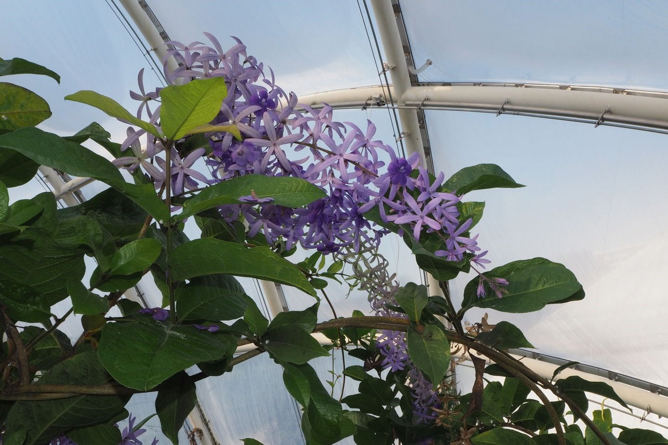 Purple wreath blooms high up in the tower of the Tropical House.