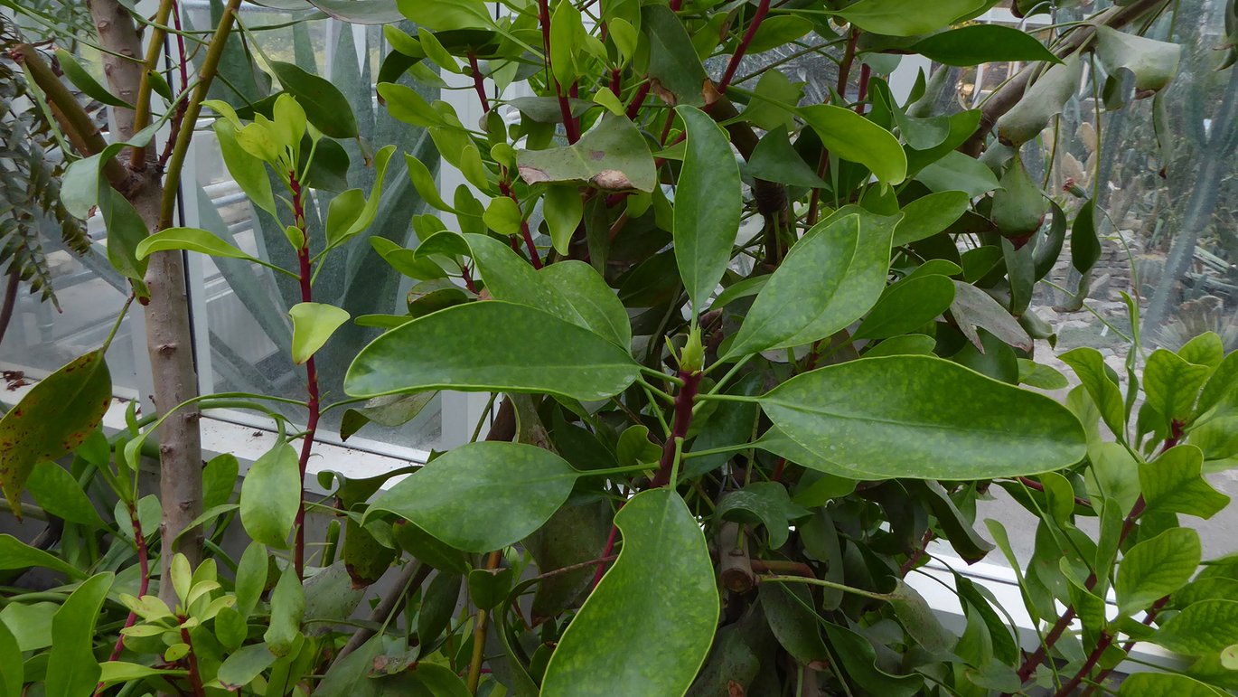 King protea in the Greenhouses in Aarhus