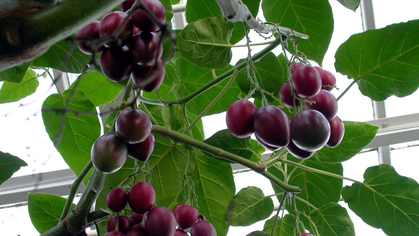 Trætomat (Solanum betaceum)