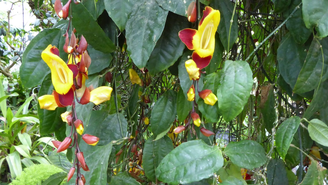 Indisk slangeblomst (Thunbergia mysorensis)