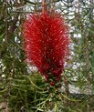 Narrow-leaved bottlebrush (Melaleuca linearis)