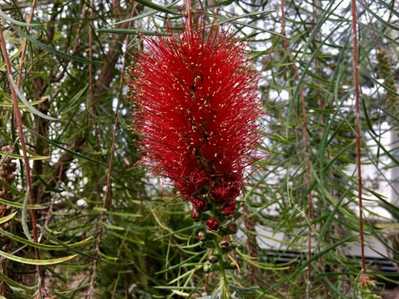 Smalbladet flaskerenser (Melaleuca linearis)