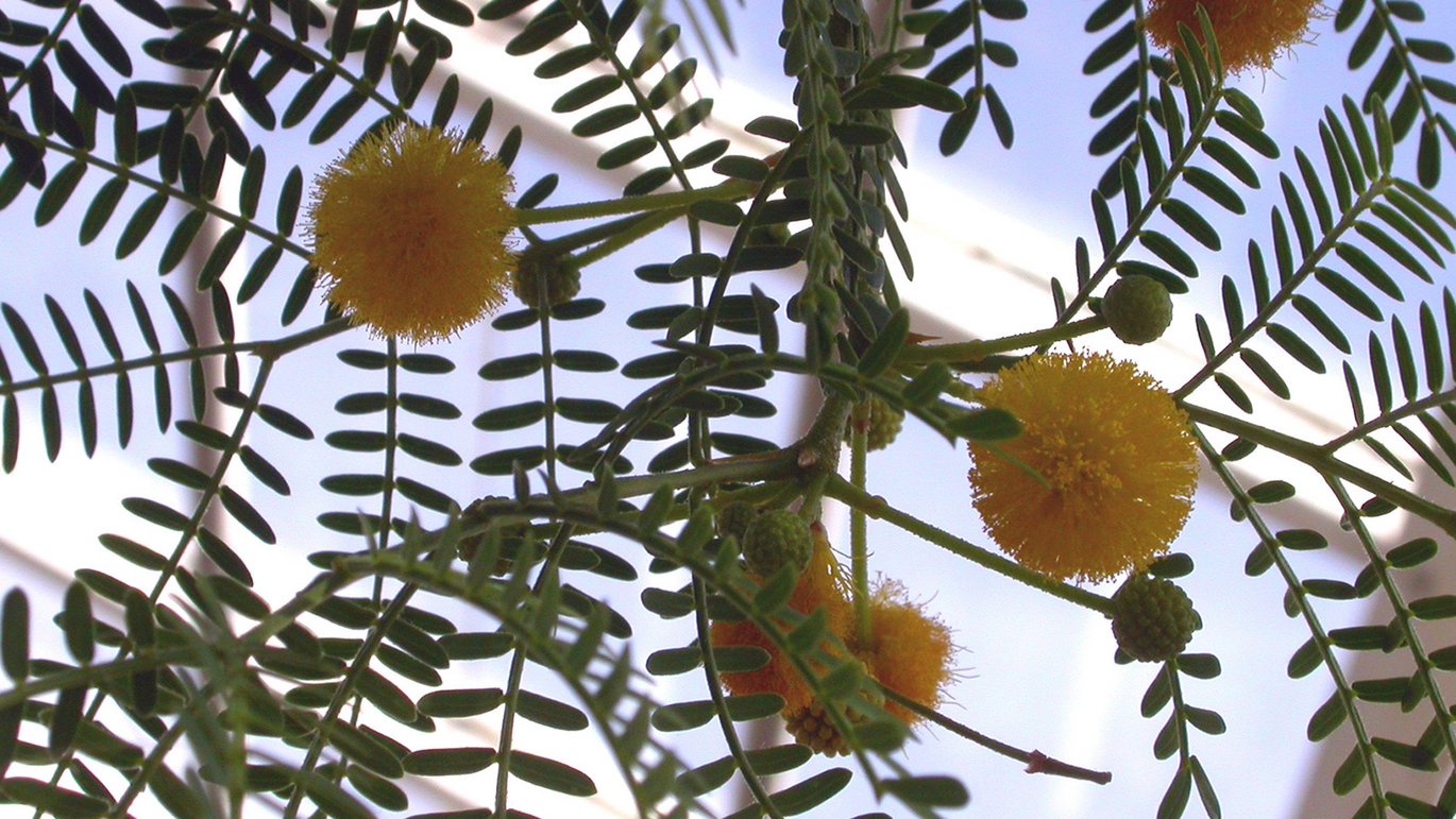 Karroo-akacie med blomster