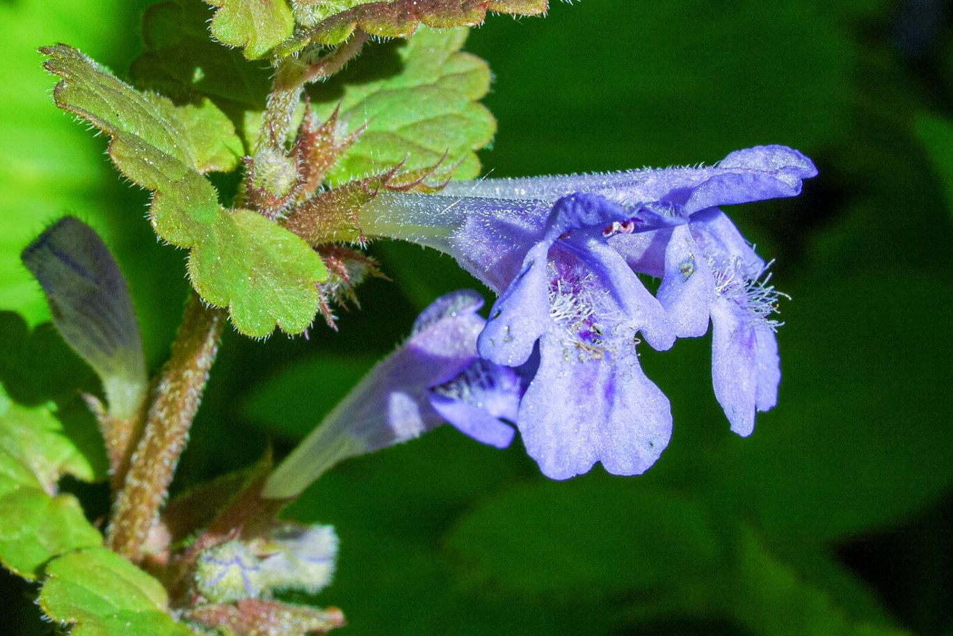 Korsknap (Glechoma hederacea)