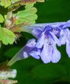 Korsknap (Glechoma hederacea)