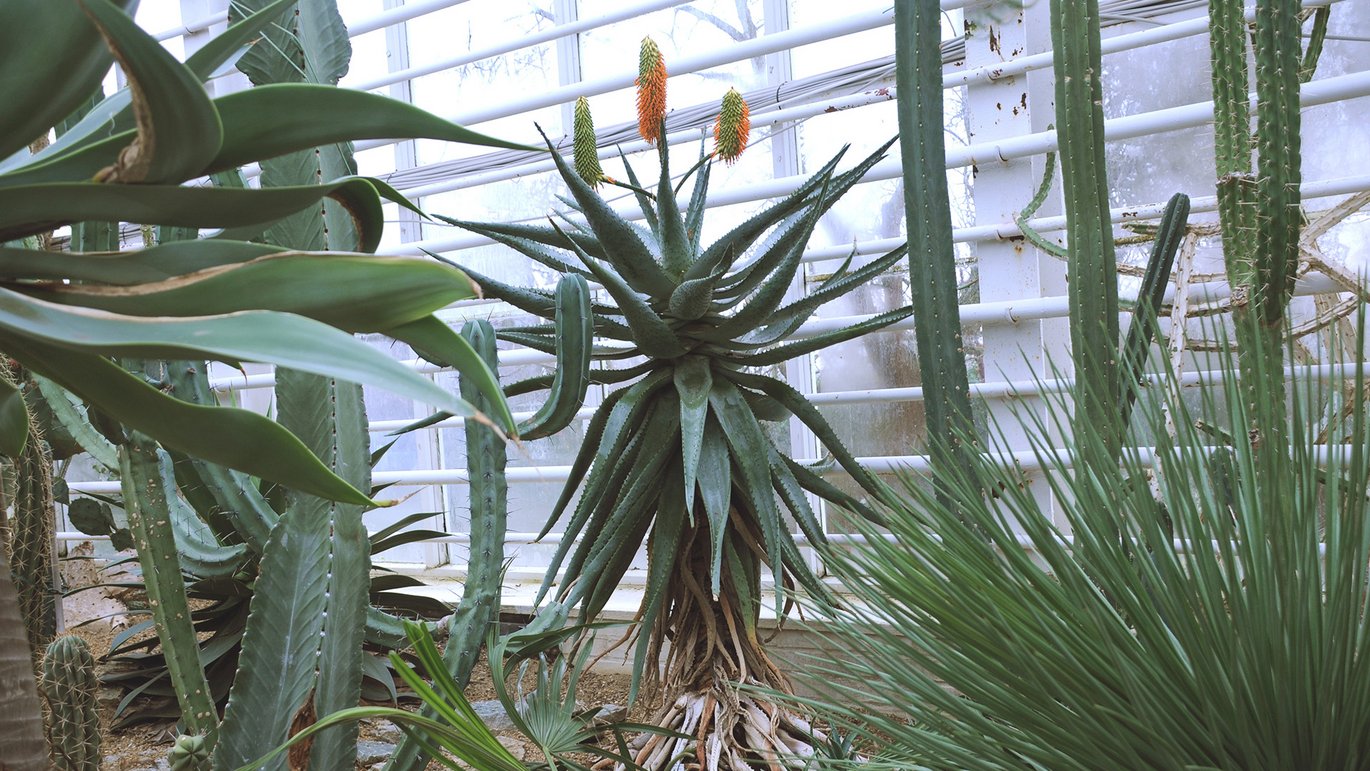Kap-aloe - Aloe ferox