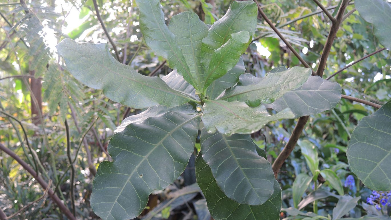 Cashew (Anacardium occidentale)