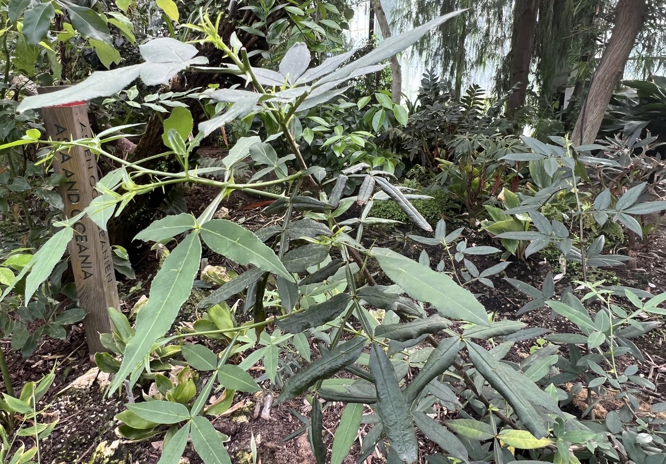 Sichuanpeber. Ung plante i væksthusene