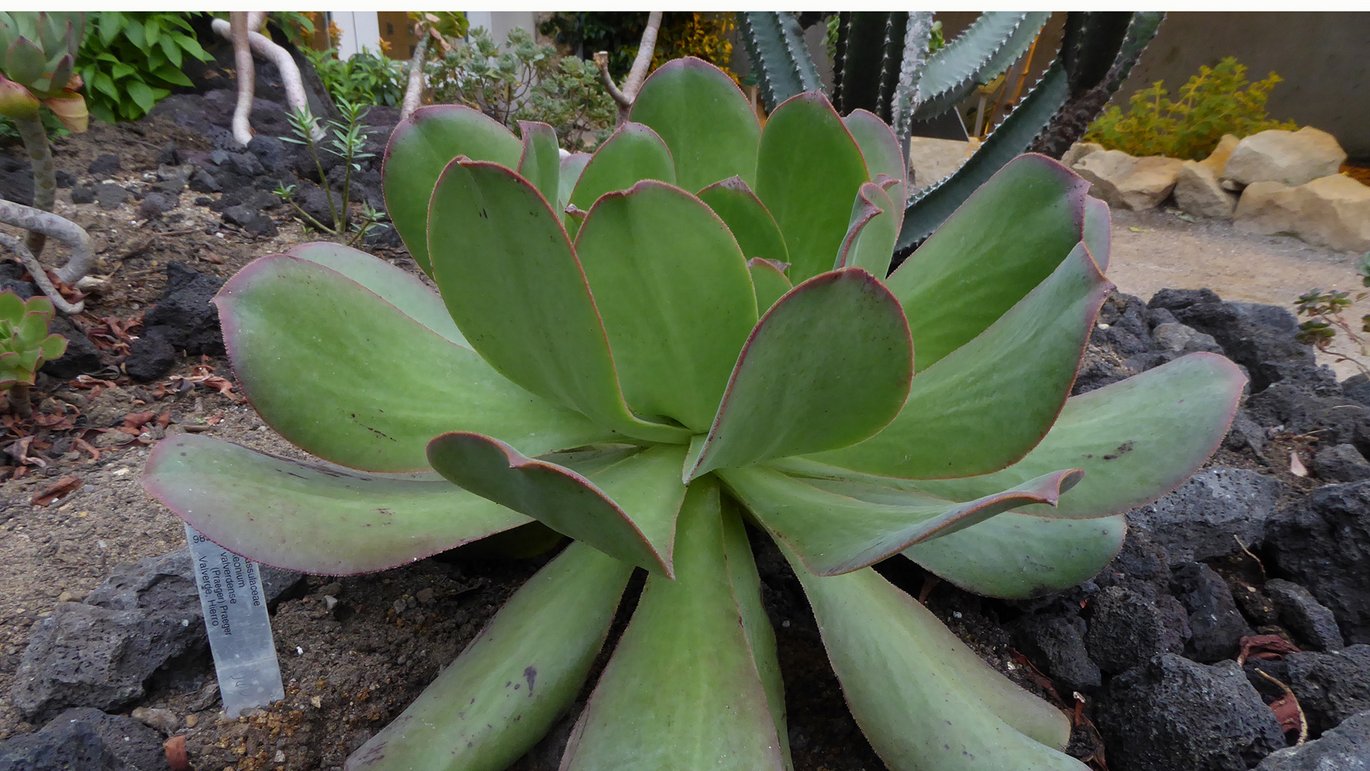 Træhusløg (Aeonium)