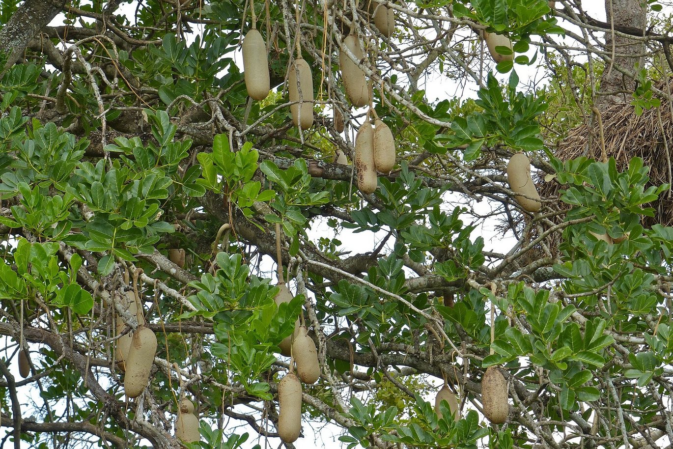 Sausage tree with fruits