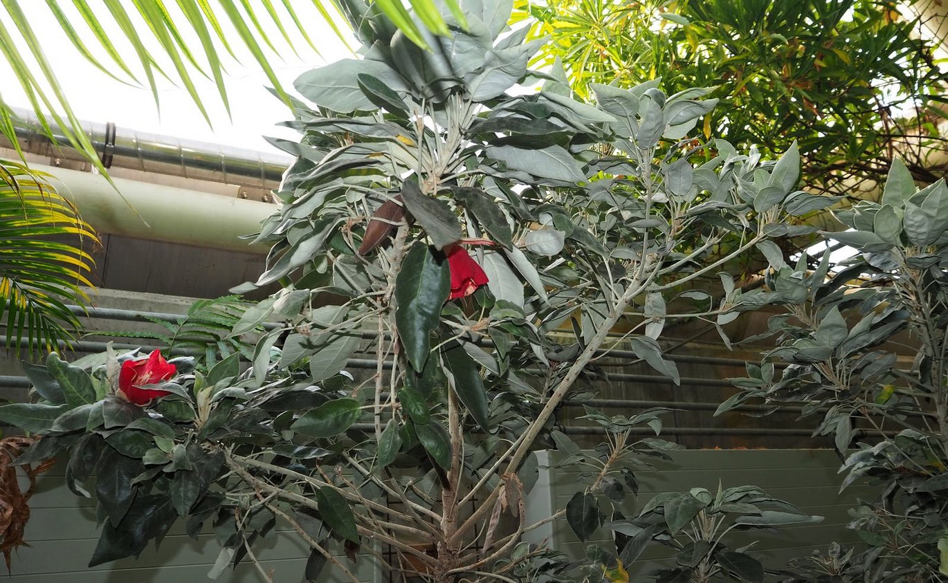 Mauritiansk rødklokketræ